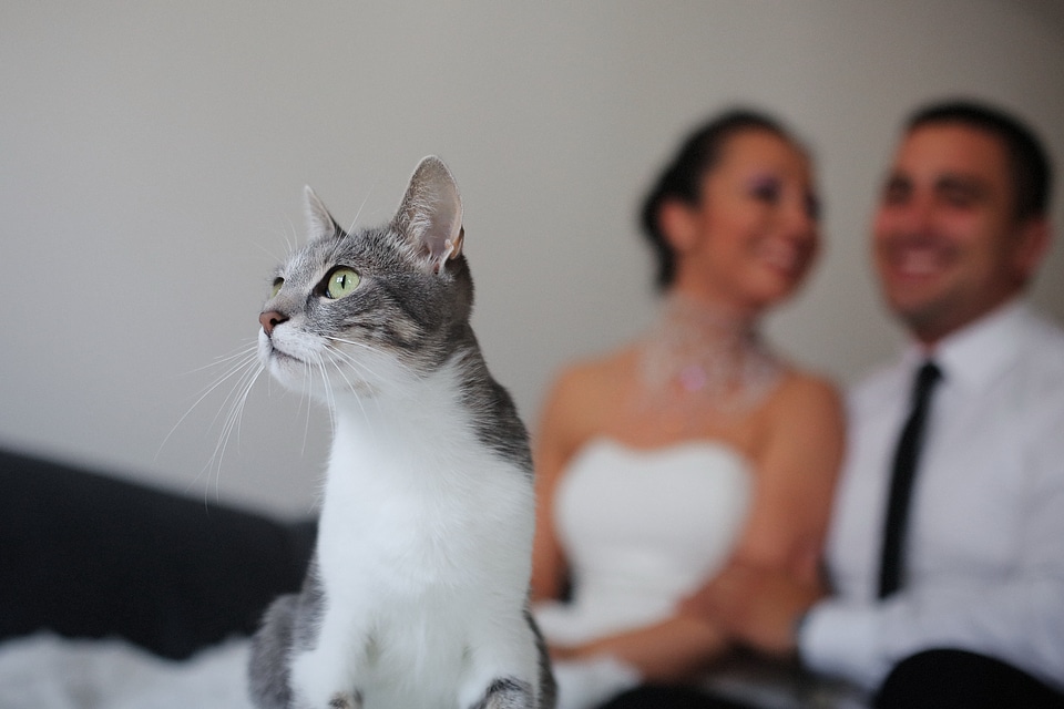 Domestic Cat head side view