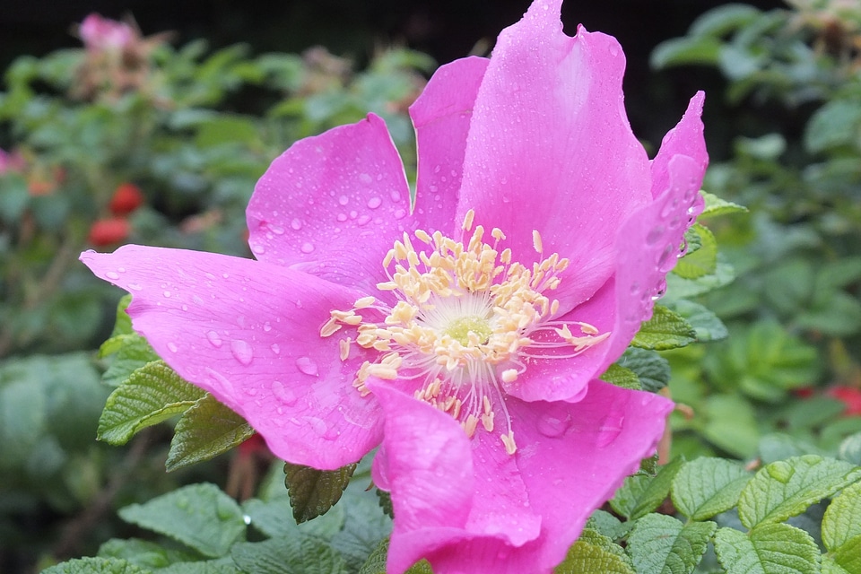 Plant pink rose bloom