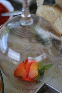 Rose underneath crystal
