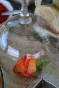 Rose underneath crystal photo