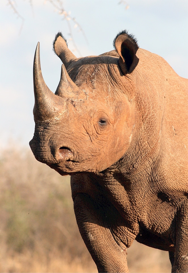 Animal mammal africa