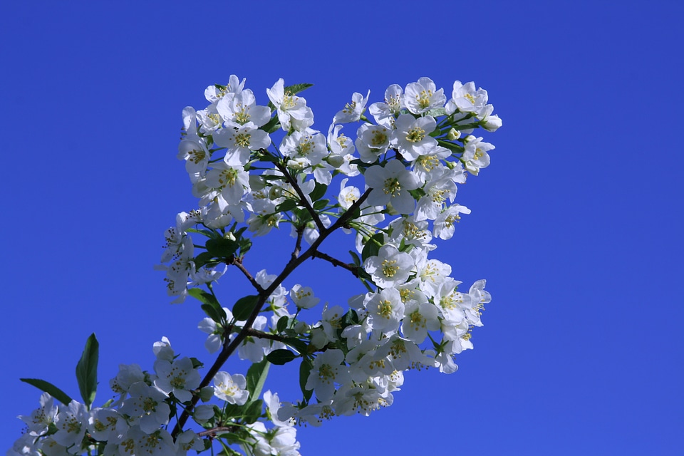 Tree flowering tree white