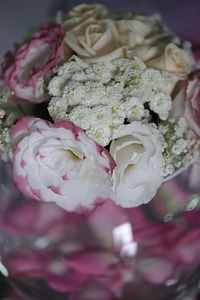 Romance roses white flower photo