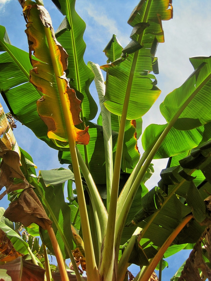 Tall green leaves