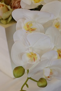 Orchid white flower pistil