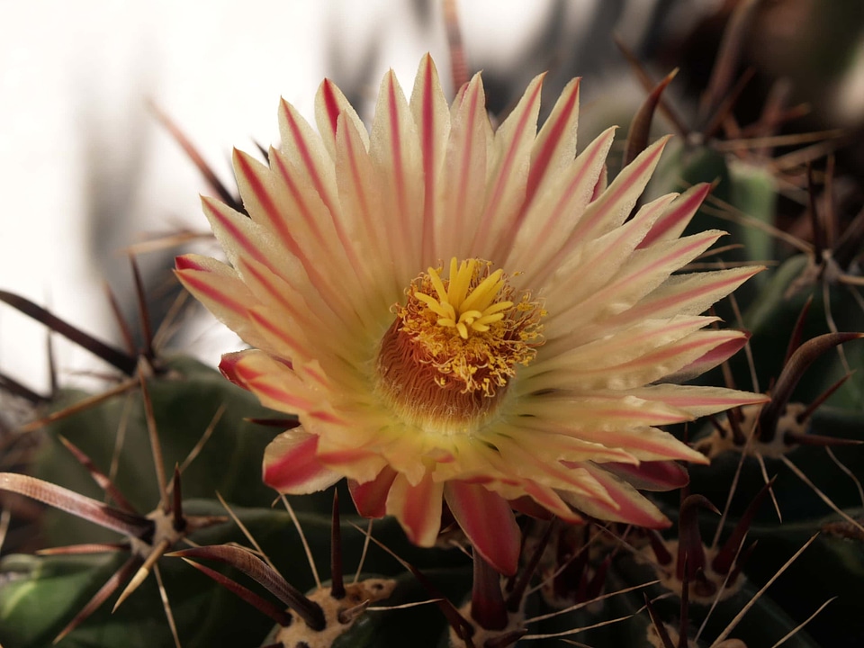 Cactus beautiful flowers pistil