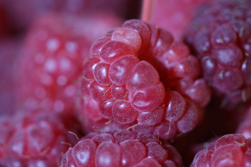 Raspberry berries raspberries