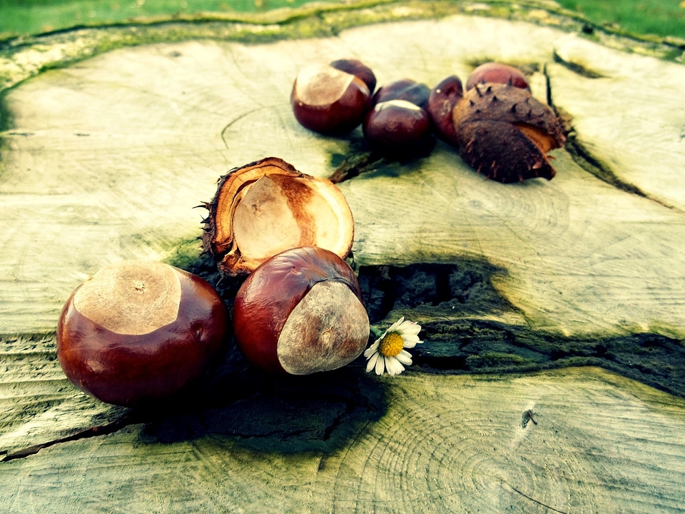 Brown shell october