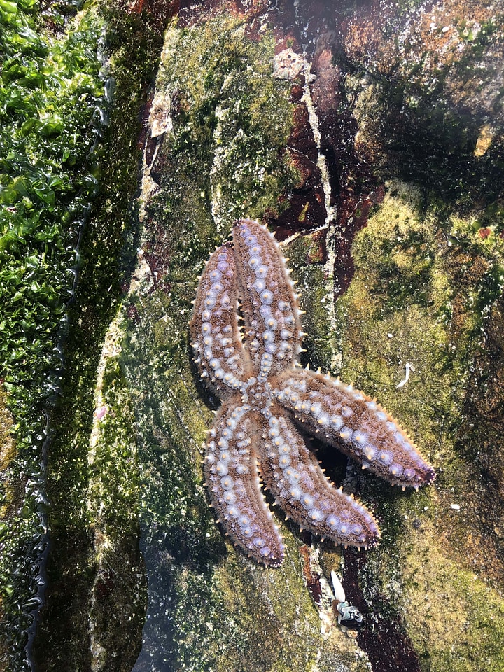 Starfish underwater coral