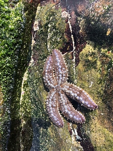 Starfish underwater coral