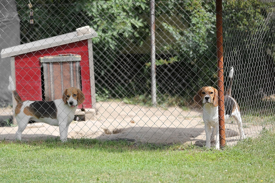 Dogs cage hunting dog