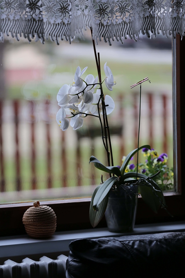 White Flower orchid window