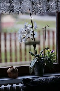 White Flower orchid window photo