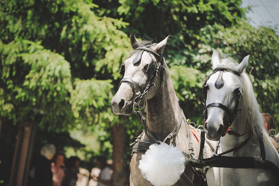 Horses white celebration