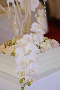 White Flower orchid arrangement photo