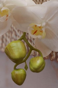 Petals orchid white flower