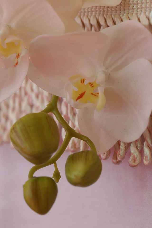 Orchid white flower close-up
