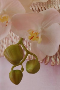 Orchid white flower close-up