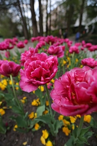 Tulips garden pink