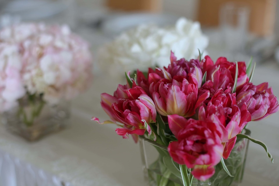 Tulips reddish vase