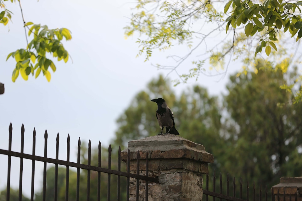 Crow cemetery fence