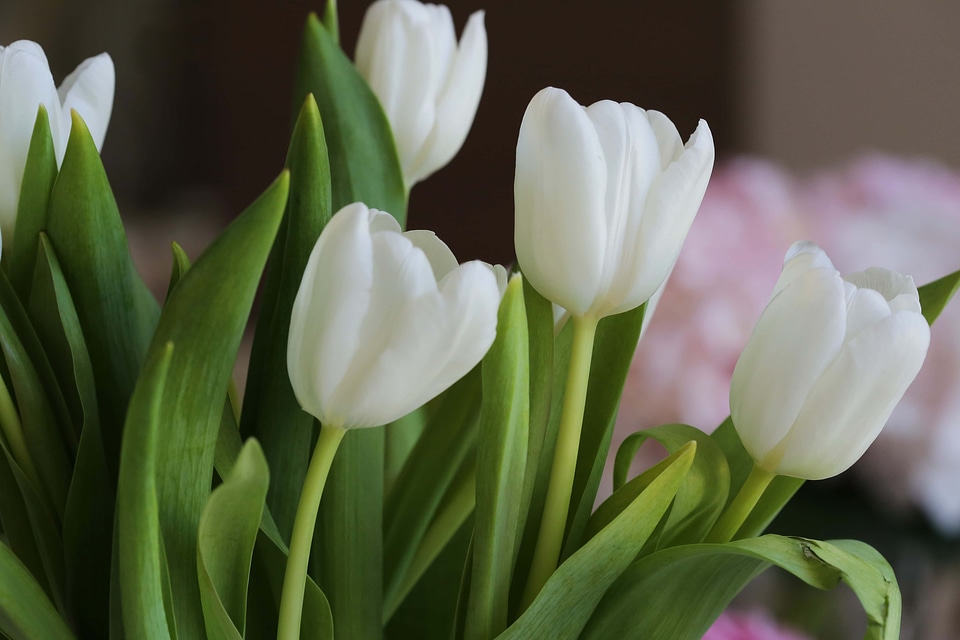 Bouquet tulips white flower