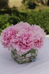 Carnation vase petals photo