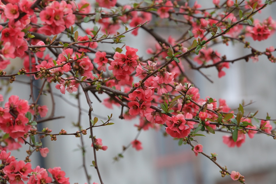 Flowers pinkish branches