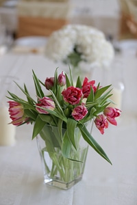 Vase pink tulips photo