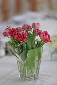 Vase pinkish tulips photo