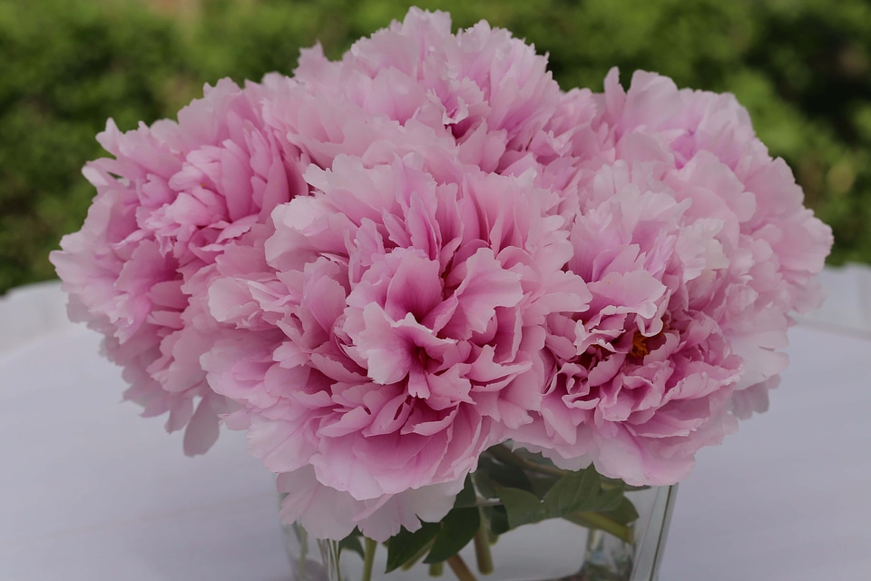 Elegant vase pinkish