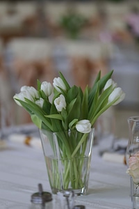 White Flower tulips elegant