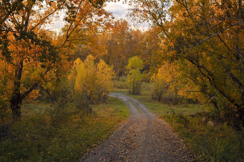 Trees nature landscape