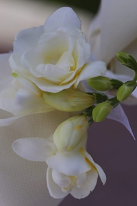 Silk rose white flower