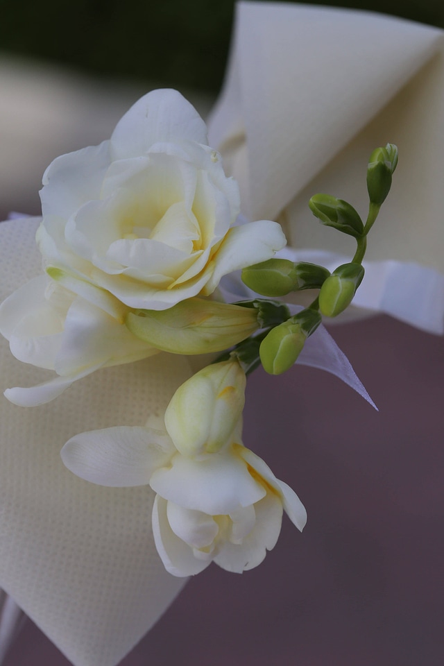 Silk white flower flower bud