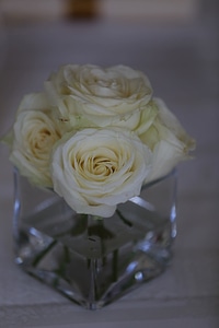 White Flower roses vase