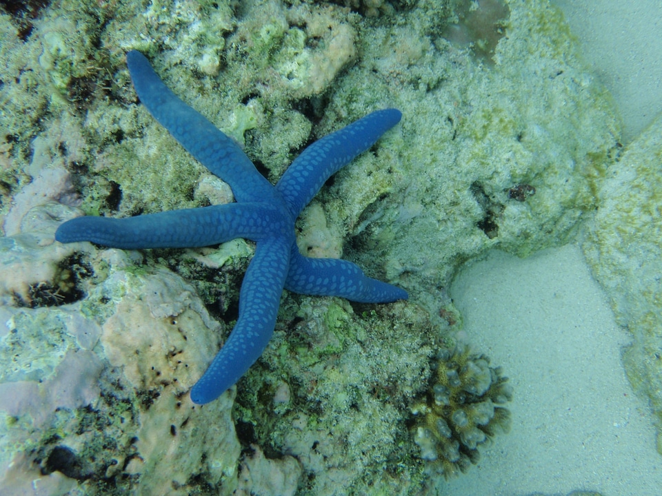 Diving snorkeling ocean