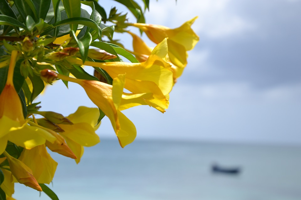 Flower sea coast