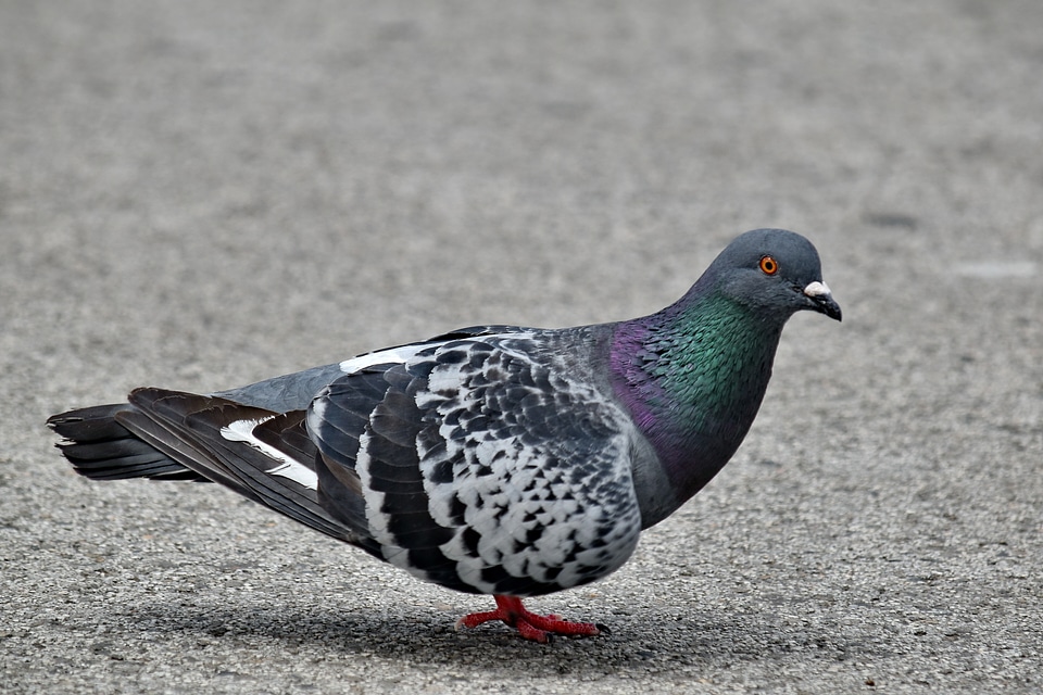 Pigeon pavement asphalt photo