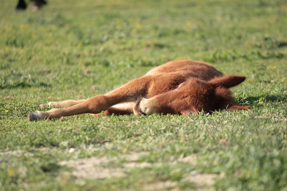 Pony laying sleeping