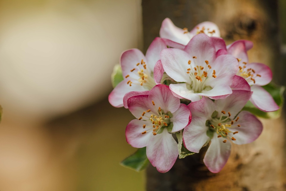 Spring Time pistil blurry