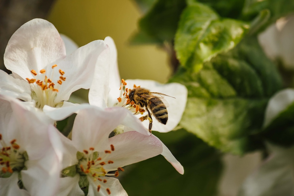 Honeybee pollination bloom