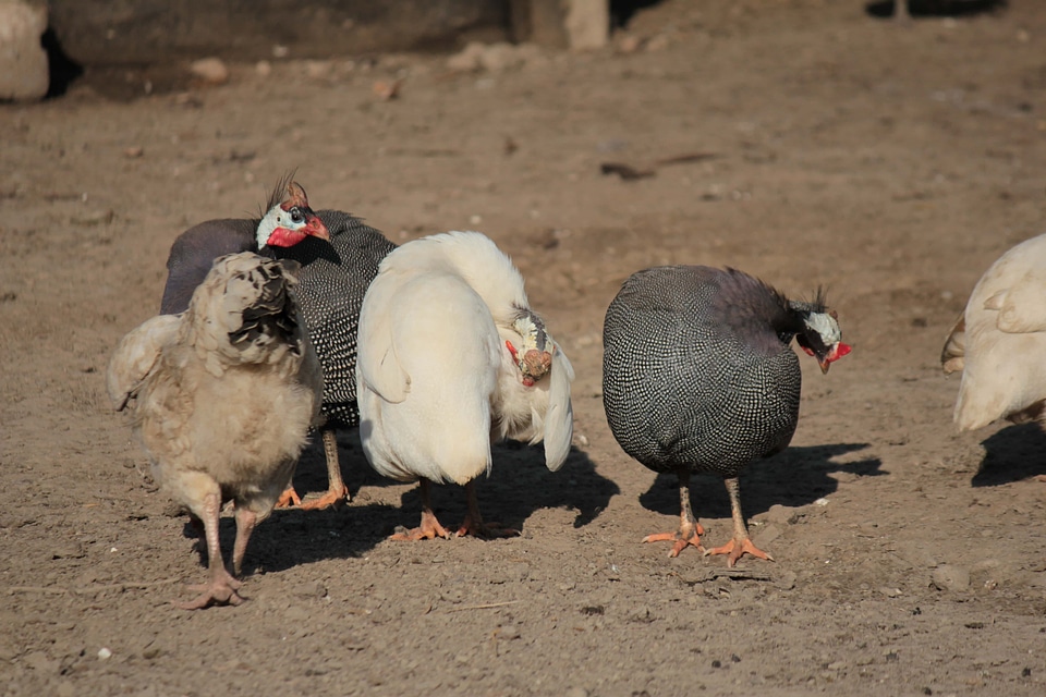 Hen partridge farmland