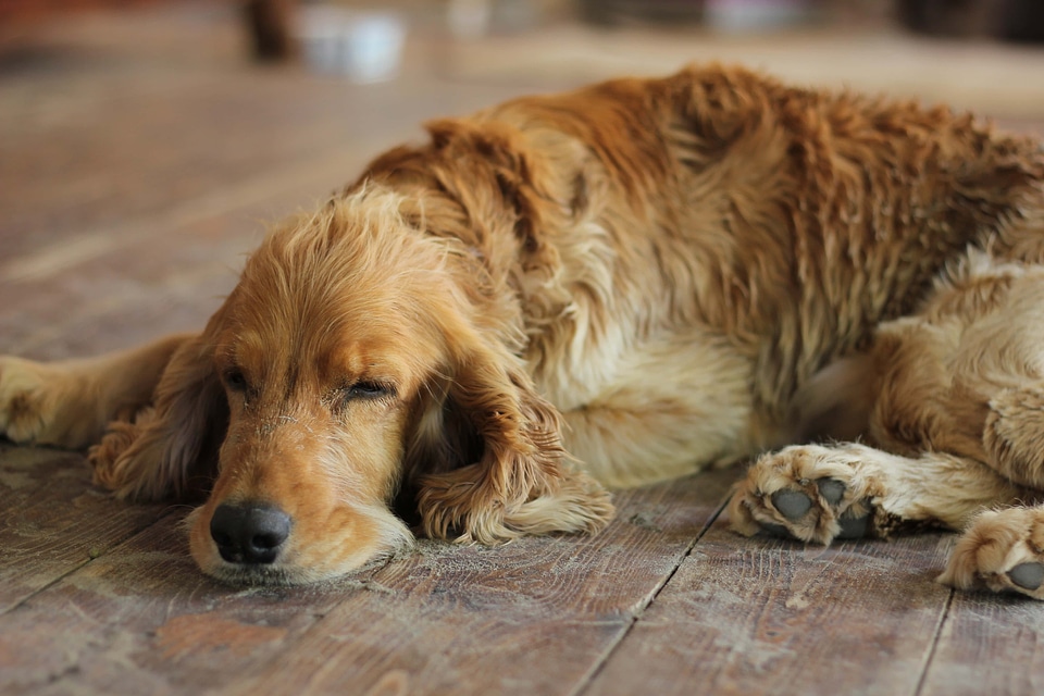 Cocker Spaniel purebred sleeping