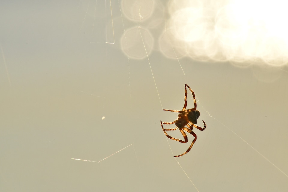 Spider spiderweb sunshine
