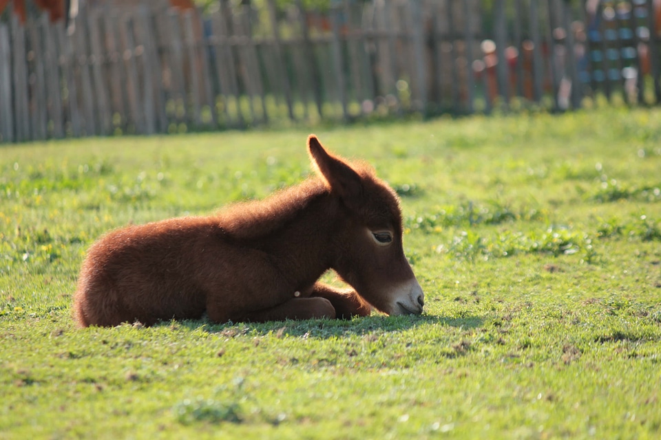 Offspring pony laying