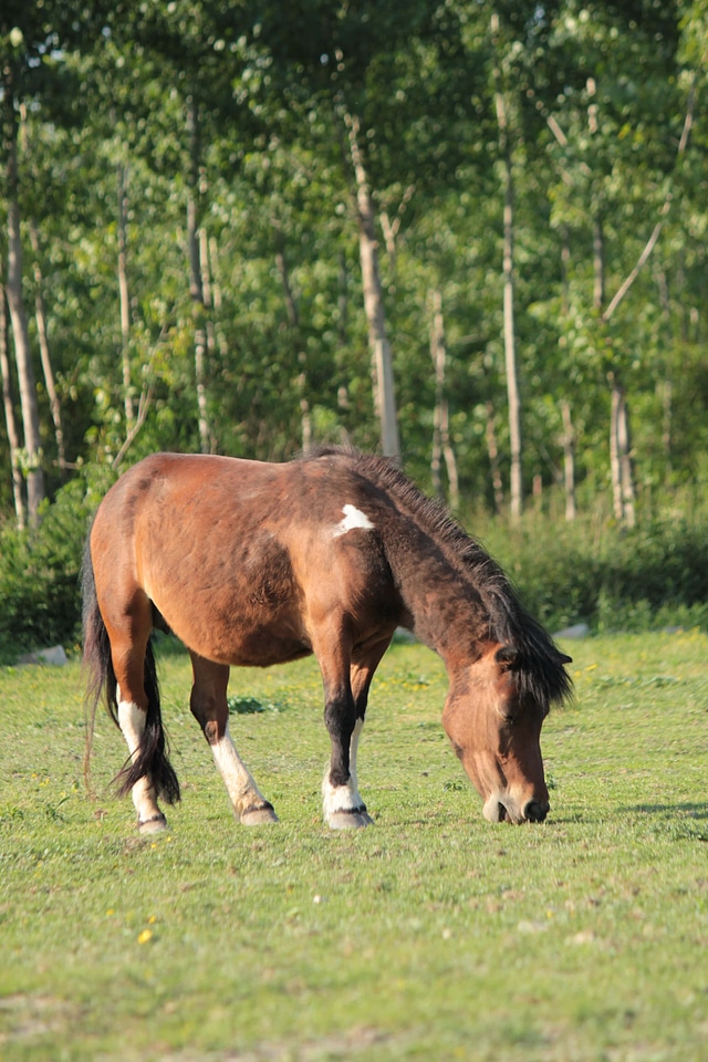 Pony horse forest photo