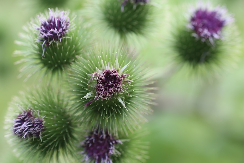 Flower nature natural