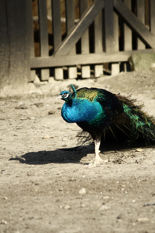 Peacock tail backyard