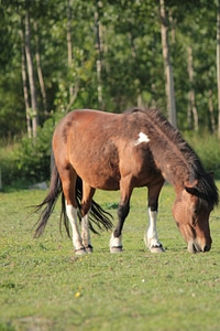 Pony horse light brown